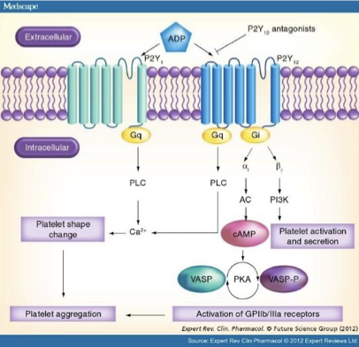 <p>Active metabolite of clopidogrel (since clopidogrel is a prodrug) <strong>irreversibly</strong> inactivates P2Y12 receptor </p><p>→ prevents ADP binding to this receptor and activating glycoprotein IIb/IIIa</p><p>→ inhibits ADP-induced platelet aggregation and reduces platelet dense-granule secretion (which includes ADP)</p>