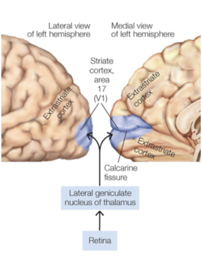 <p><em>visual cortex</em></p>
