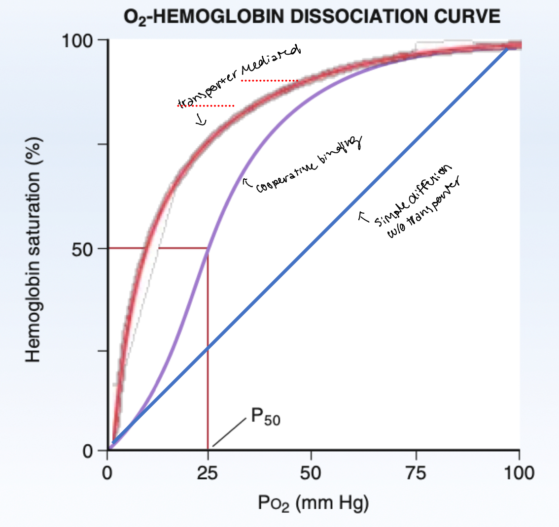 <p>More O2 binds to Hb, increases affinity of Hb to O2</p>