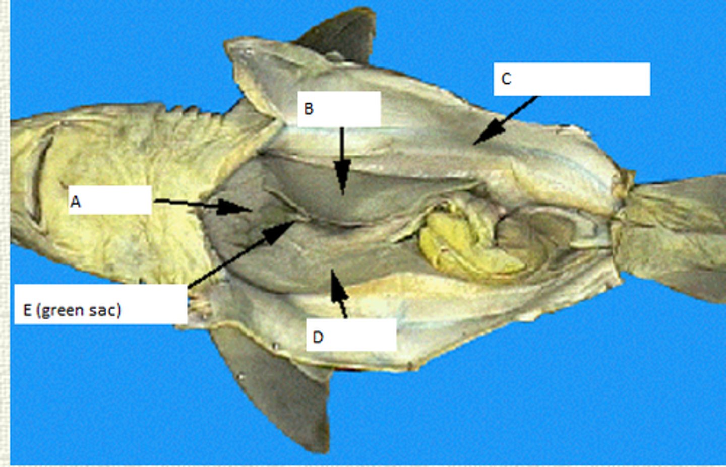 <p>Part Labeled A</p>