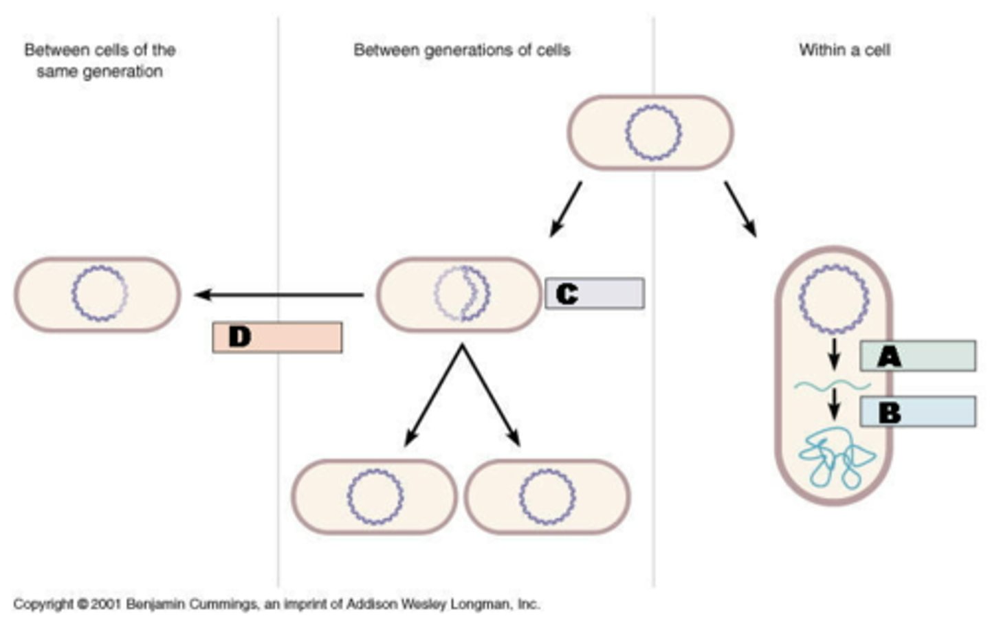 <p>Transcription (with translation), Replication, Recombination</p>