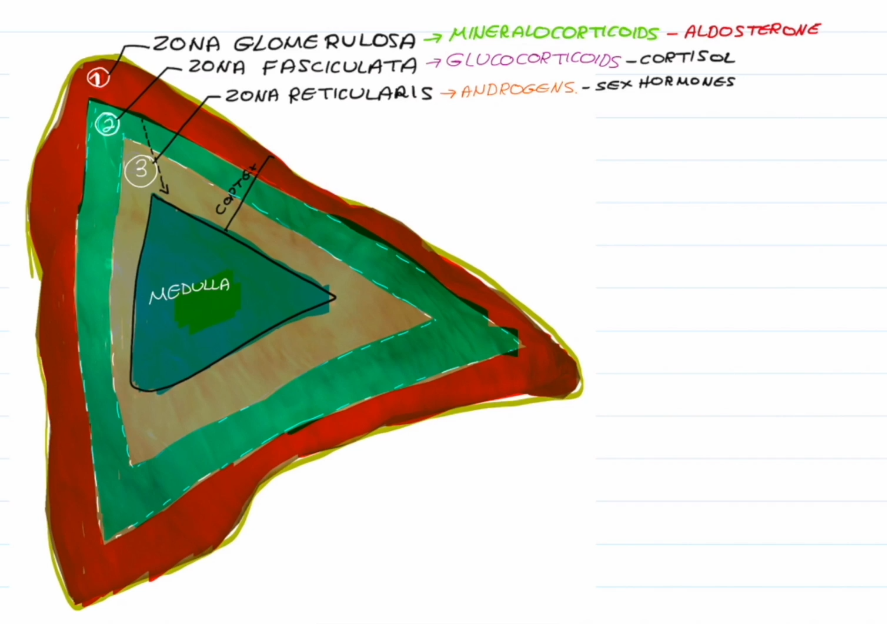 <ul><li><p>Mineralocorticoids (Aldosterone)</p></li></ul><p></p>