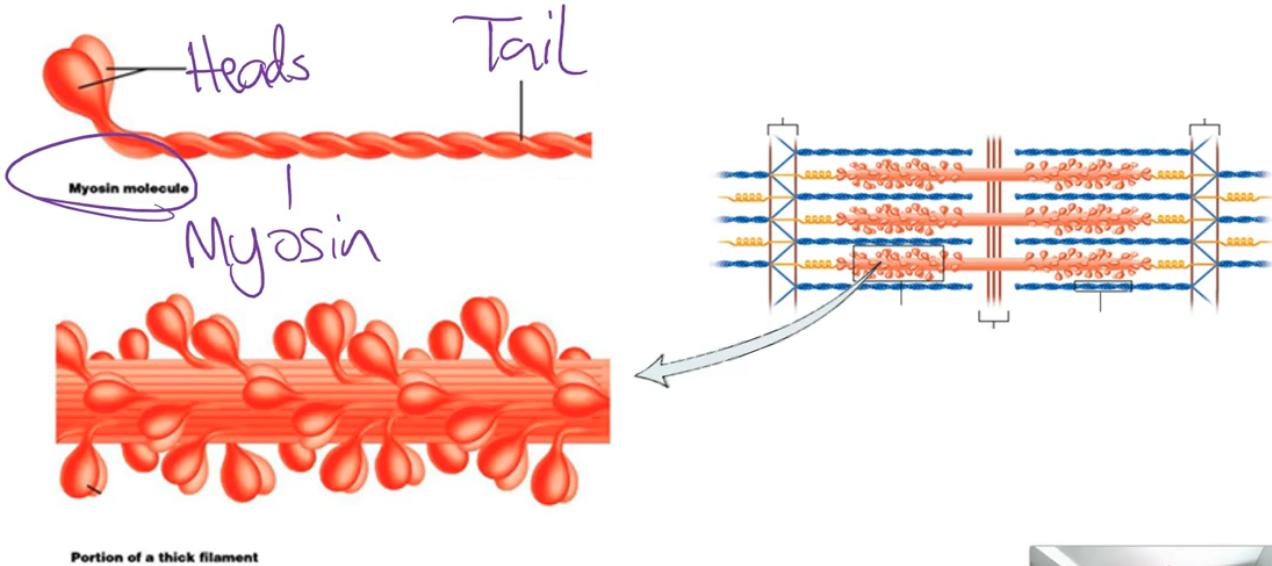 <ul><li><p>Primarily composed of a<strong> long contractile proteins</strong> called <strong>myosin molecules</strong></p></li><li><p><strong>Myosin</strong> is the structure with the <strong>ability to convert energy liberated from ATP hydrolysis into mechanical energy</strong> - it is the actual structure that <strong>generates the force</strong> when a muscle activates</p></li><li><p>Each myosin molecule contains <strong>2 myosin tails</strong> which are <strong>twisted together</strong>. A <strong>head</strong> then <strong>extends outwards</strong> from the molecule (towards an adjacent thin filament)</p></li></ul><p></p>