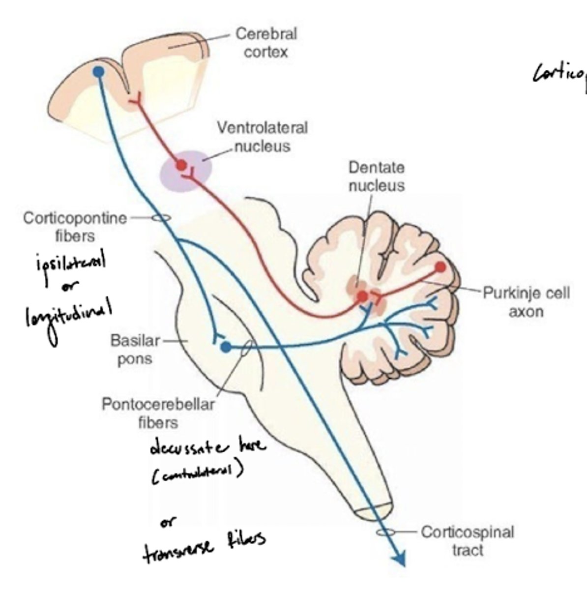 <p>a group of second order neuron fibers that run from the pons to the contralateral cerebellum, crossing to the other side of the pons and passing through the middle cerebellar peduncles</p>