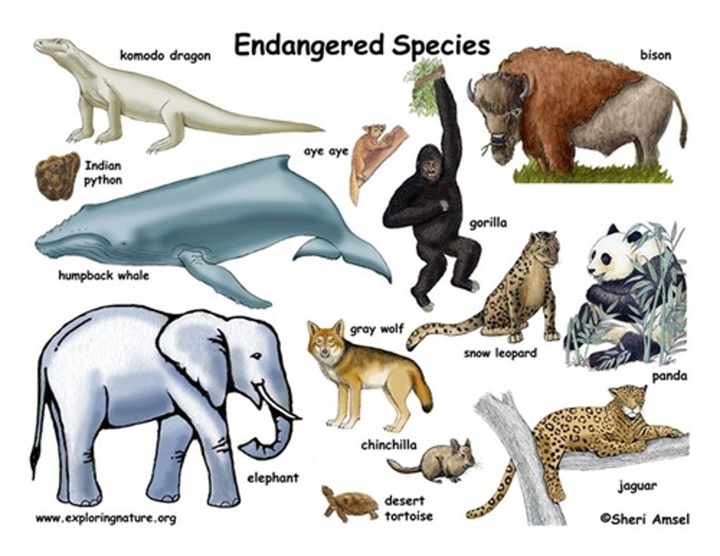 <p>species in danger of extinction</p>
