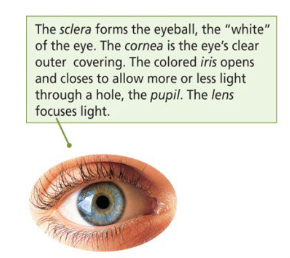 <p>It focuses light. </p>