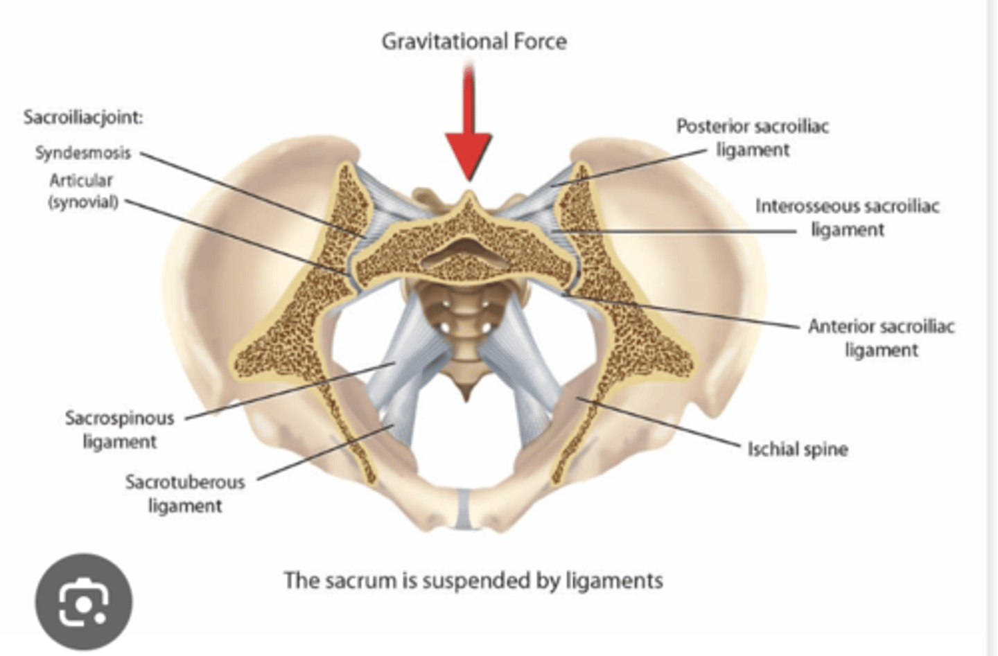 <p>What is the Syndesmosis joint (Sacroiliac joints) between? </p>
