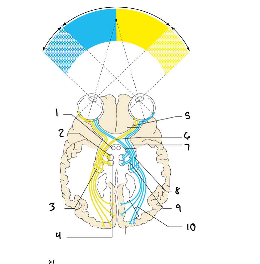 <p>9</p>