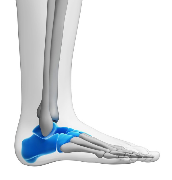 <p>ankle</p>