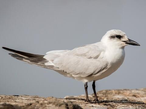 <p>Chunky tern with short thick black bill.</p>