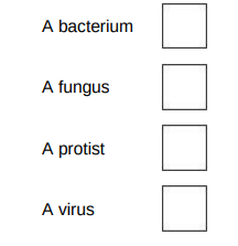 <p>What type of microorganism causes rose black spot?(1)</p>