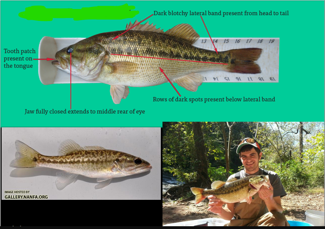 <p>Micropterus henshalli</p><p>Alabama Bass</p>