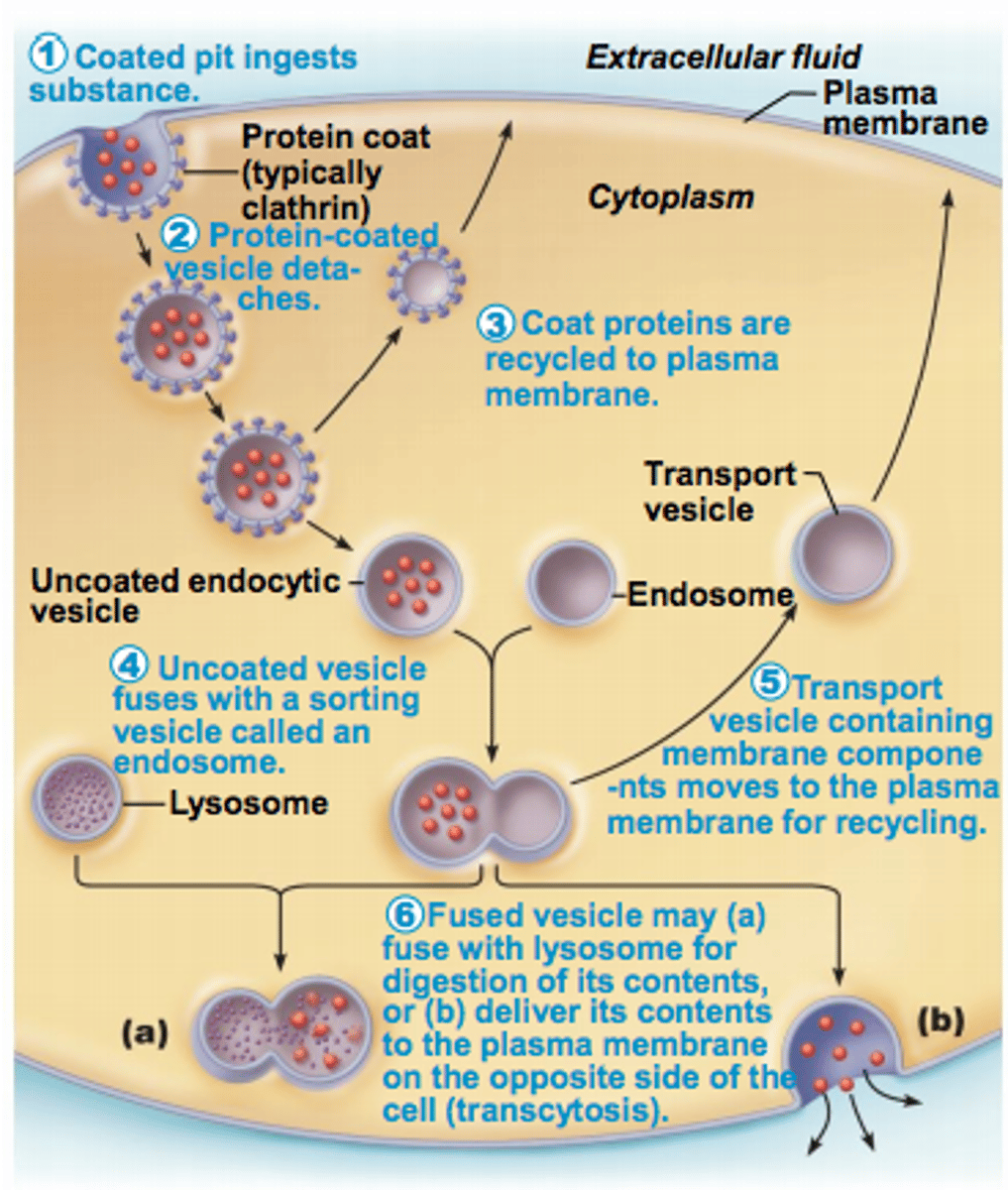 <p>Involve formation of protein-coated vesicles</p><p>- Often receptor mediated, therefore very selective</p>