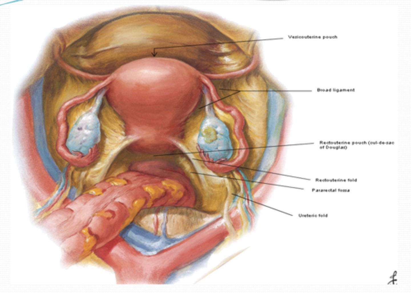 <p>What is the Ureteric fold (F) formed by? </p>