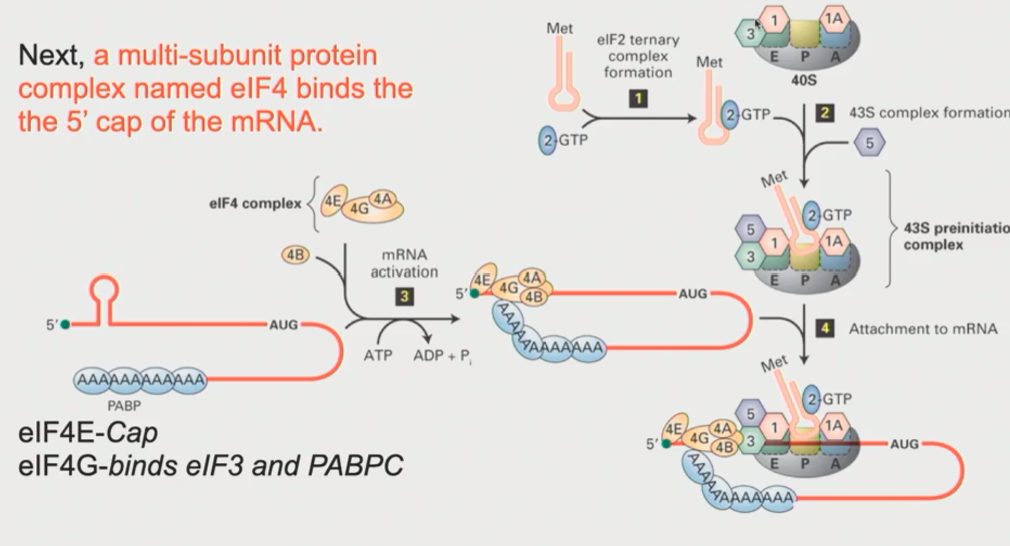 <ul><li><p>eIF4E and associated proteins will sit down at the 5’ end of that mRNA</p></li><li><p>eIF4G acts as an intermediary. Through protein-protein interactions, it interacts with eIF3 on the 43S pre-initiation complex</p></li><li><p>eIF4G also interacts with the Poly-A tail, through interactions with PABPC1&nbsp;</p></li><li><p>This makes the mRNA form a loop, where the 3’ end (the Poly-A tail) somehow has to interact with the proteins at the 5’ end (The 43S pre-initiation complex is there)</p></li><li><p>At this point, the ATP dependent RNA helicase, which is intrinsic to eIF4A, kicks in &amp; the complex begins to scan!</p></li><li><p>Scanning will ctoninue until a start codon is reached</p></li></ul><p></p><p></p><p></p>