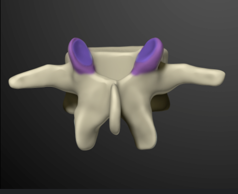 <p>paired (superior and inferior) process which articulates with process of adjacent vertebrae</p>