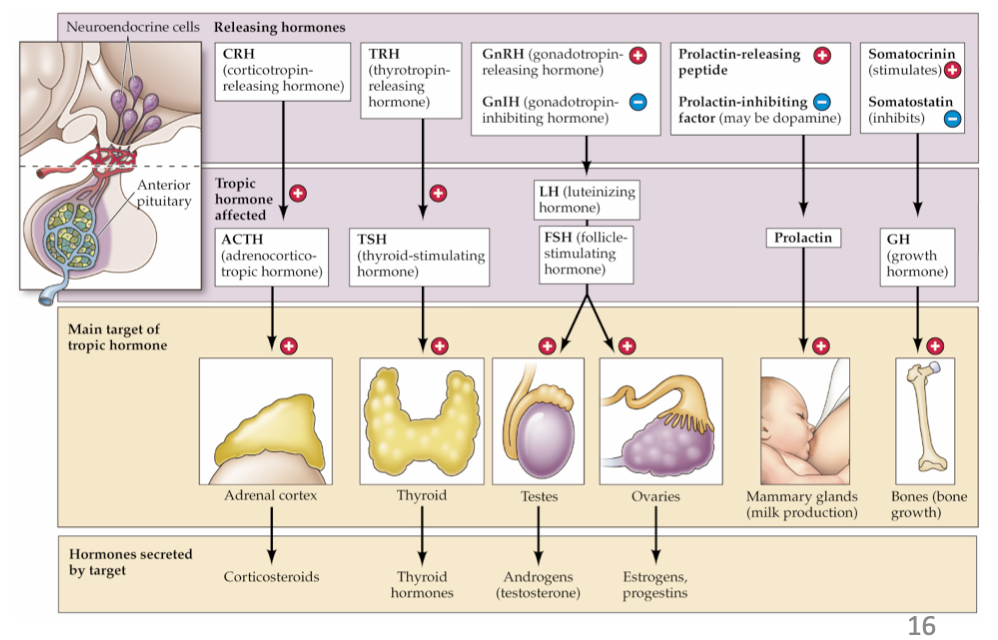 <ul><li><p>neuroendocrine cells terminate at median eminence, release tropic hormones</p></li><li><p>hormones carried via hypophyseal portal veins</p></li><li><p>tropic hormones cause further hormone releases</p></li></ul><p></p>
