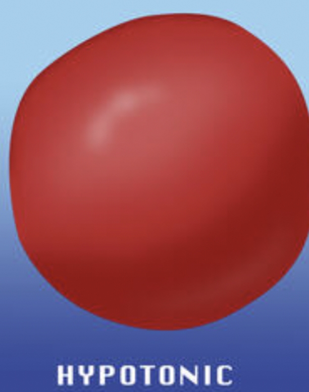 <p><strong>HYPO → HIPPO → BIG </strong><span data-name="hippo" data-type="emoji">🦛</span><span data-name="hippo" data-type="emoji">🦛</span><span data-name="hippo" data-type="emoji">🦛</span></p><p><strong>swell</strong> &amp; <strong>eventually burst</strong></p><p><strong>red blood cell turning into a fat hippo</strong> <span data-name="hippo" data-type="emoji">🦛</span><span data-name="boom" data-type="emoji">💥</span></p>