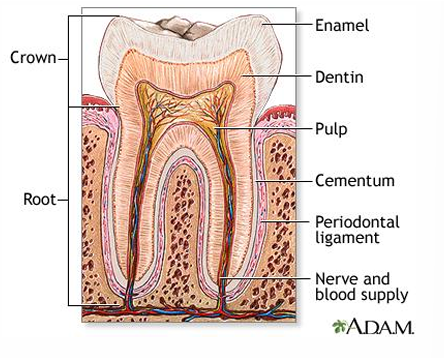 <ul><li><p>enamel</p></li><li><p>dentin</p></li><li><p>pulp and nerve supply</p></li></ul><p></p>