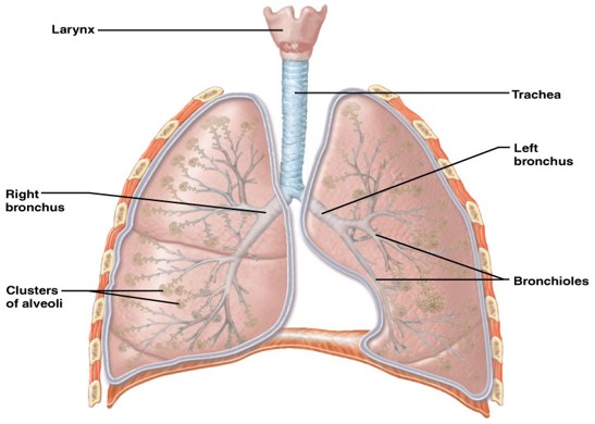 COMPONENRS OF THE LOWER RESPIRATORY TRACT