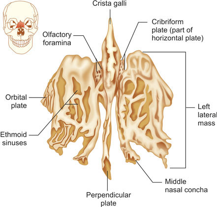 in ethmoid bone