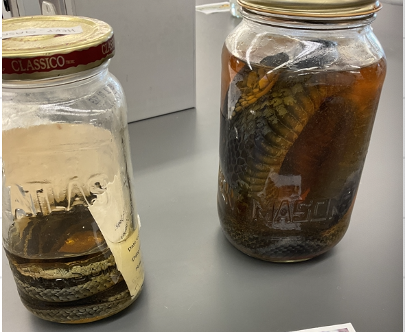 <p>Thamnophis sirtalis</p><p>Eastern gartersnake</p><p>Not assessed</p><p>Family Colubridae</p><p>Cream to yellow strip under belly</p><p>Mating call in the spring</p><p>3 light cream to yellow strips on body</p><p>Background of body is grey, olive, black or brown</p><p>Single strip is located mid-dorsally with a srtip on each side</p><p>Some may lack these strips and can have a checkerboard pattern</p><p>if threatened it may flatten its body to appear larger and release an odorous fluid from its cloaca</p><p>Scales are keeled</p>