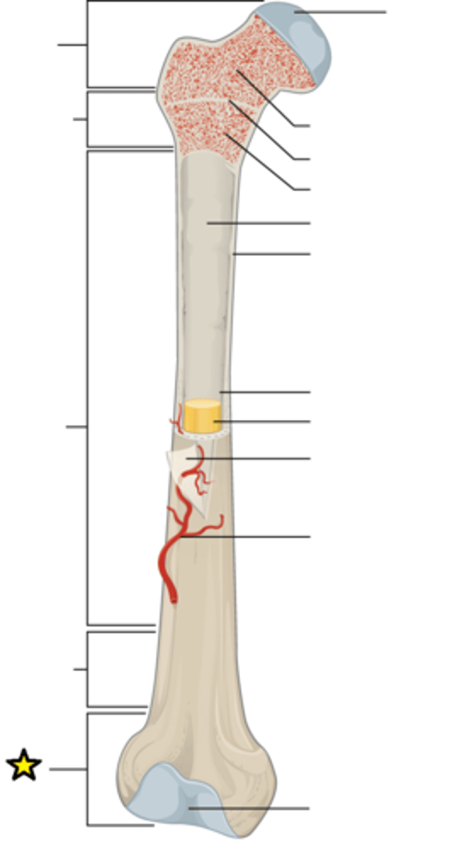 <p>End of the bone farthest from the body trunk</p>
