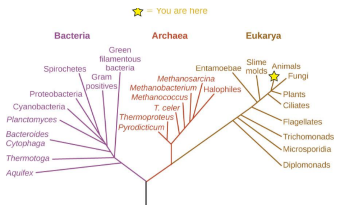 <p>Rozważ poniższe drzewo filogenetyczne. Wyjaśnij, w jaki sposób one powstało i jak pokazuje ono relacje między domenami Bakteriami, Archeonami i Eukariontami oraz ich wspólnym przodkiem. Które z tych domen zawierają patogeny ludzkie?</p>