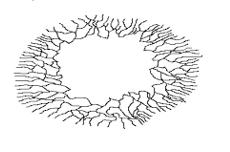 what is this? is this asexual or sexual?