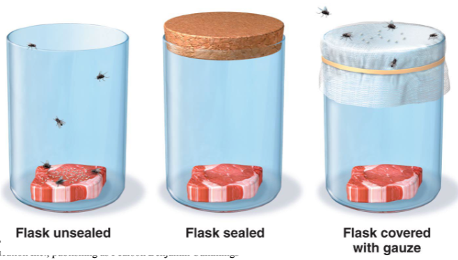<p>Franscisco Redi’s Experiments (late 1600’s)</p><p>- one of the first to refute the idea<br>- when decaying meat was kept isolated from flies, maggots never developed<br>- meat exposed to flies was soon infested</p><p>- as a result, scientists began to doubt Aristotle’s theory</p>