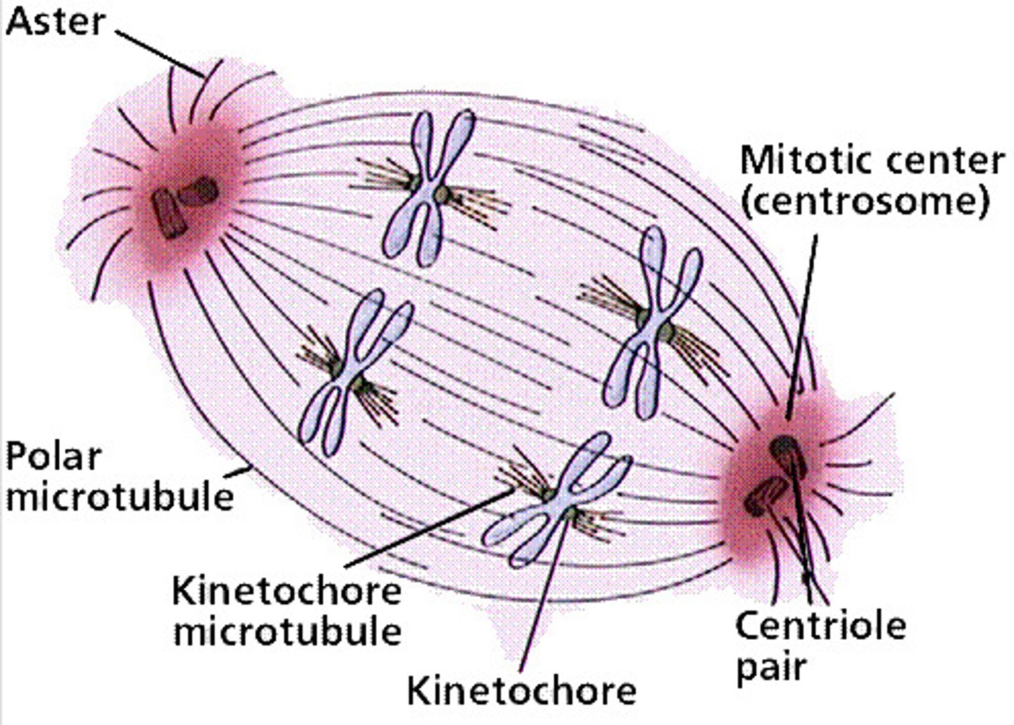 <p>These are fibers that will attach to the Kinetechores that are located on the centromere of the chromosomes further making up the spindle apparatus</p>
