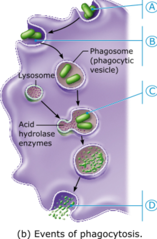 <p>Which letter represents the formation of a phagolysosome resulting from the fusion of a lysosome with the phagocytic vesicle?</p><p>A</p><p>B</p><p>C</p><p>D</p>