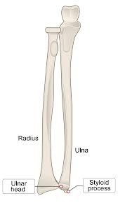 <p>end of ulna by the carpals (not process)</p>