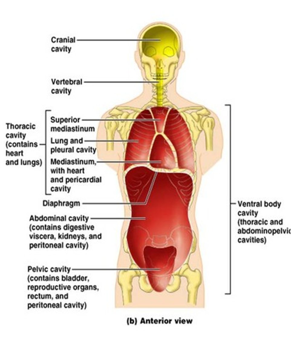 <p>mediastinum, pleural cavity, pericardial cavity</p>