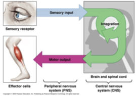 <ul><li><p>sensory </p></li><li><p>integrative </p></li><li><p>motor</p></li></ul><p></p>