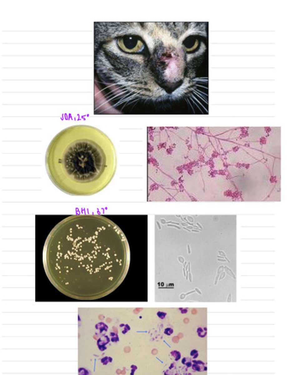 <p>this cat came to the vet with lesions all over the skin of its head, tail, and extremities. we take samples and isolate them both on BHI at 37 degrees and SDA at 25 degrees.</p><p>what is the diagnosis?</p>