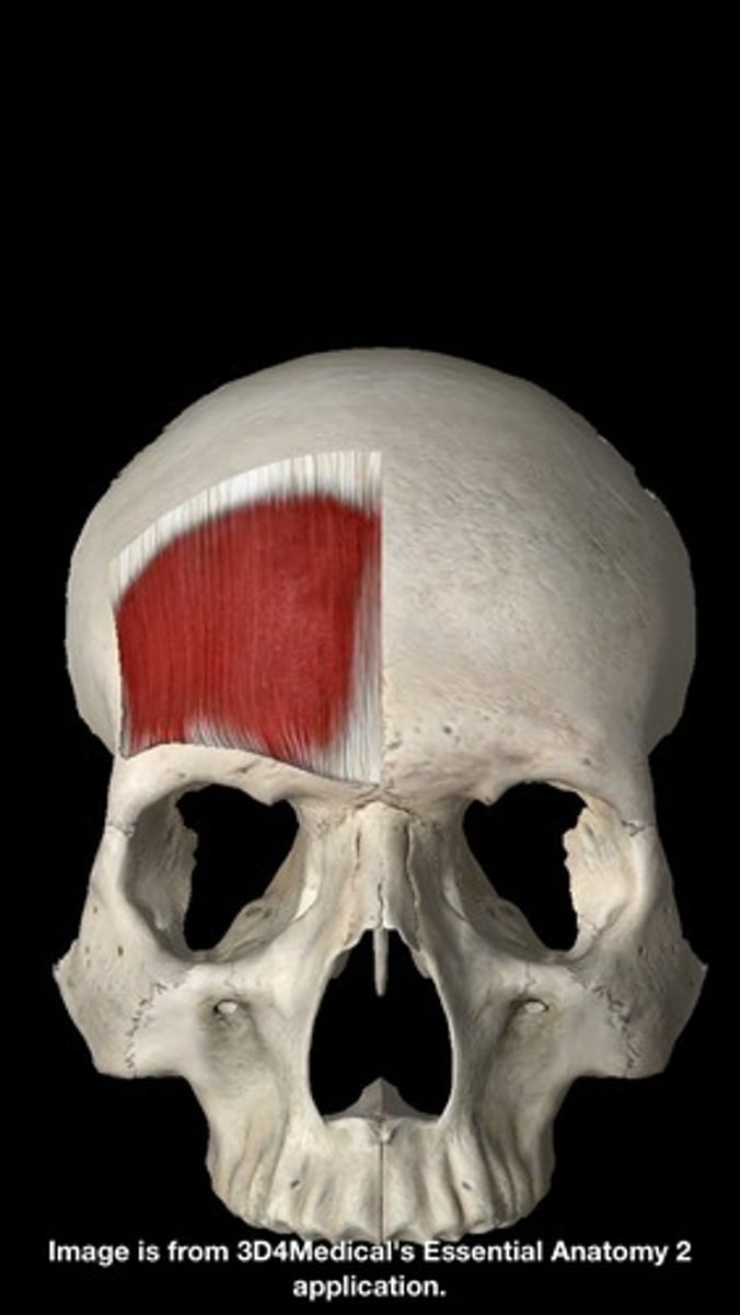 <p>skin of eyebrows and forehead</p>