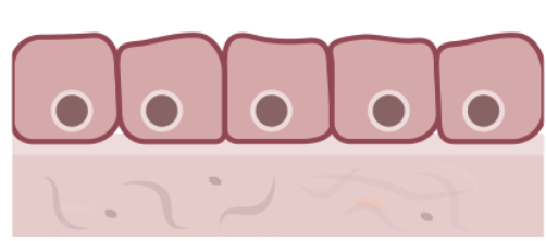 <ul><li><p>single layer of cells, similar in height/width</p></li><li><p>found in ducts of glands, secretes and absorbs</p></li></ul><p></p>
