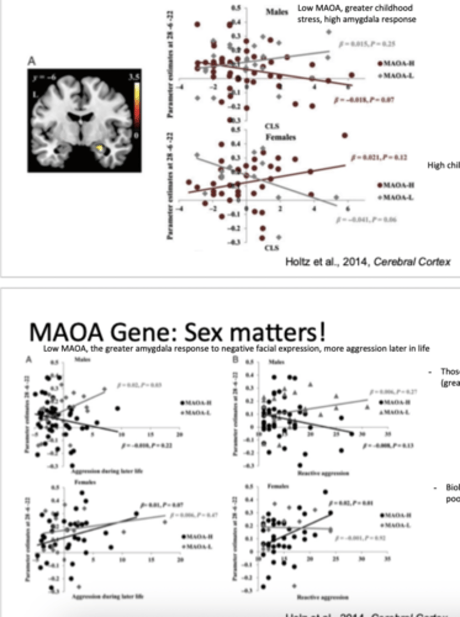 <p>Holtz et al. 2014</p><p>- found 3 way interaction between sex, genotype and level of maltreatment</p><p>- for males= low MAOA, greater childhood stress, high amygdala response </p><p>- for females= high childhood stress, low amygdala response </p><p>Holtz et al. (2014) found that for males, low-activity MAOA combined with high childhood stress leads to heightened amygdala reactivity and greater aggression.For females, MAOA genotype had little effect — instead, childhood stress alone predicted a lower amygdala response, possibly reflecting emotional suppression or desensitisation.</p>