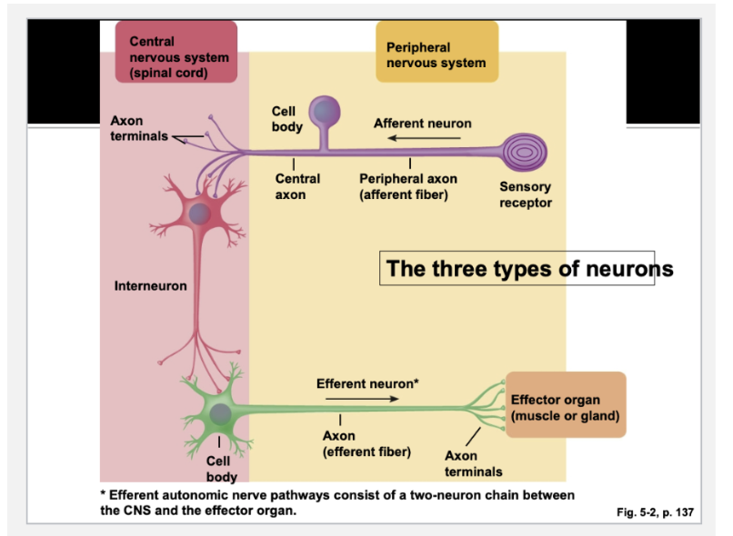 <p>On the effector organ (muscle, gland or another neuron) </p>