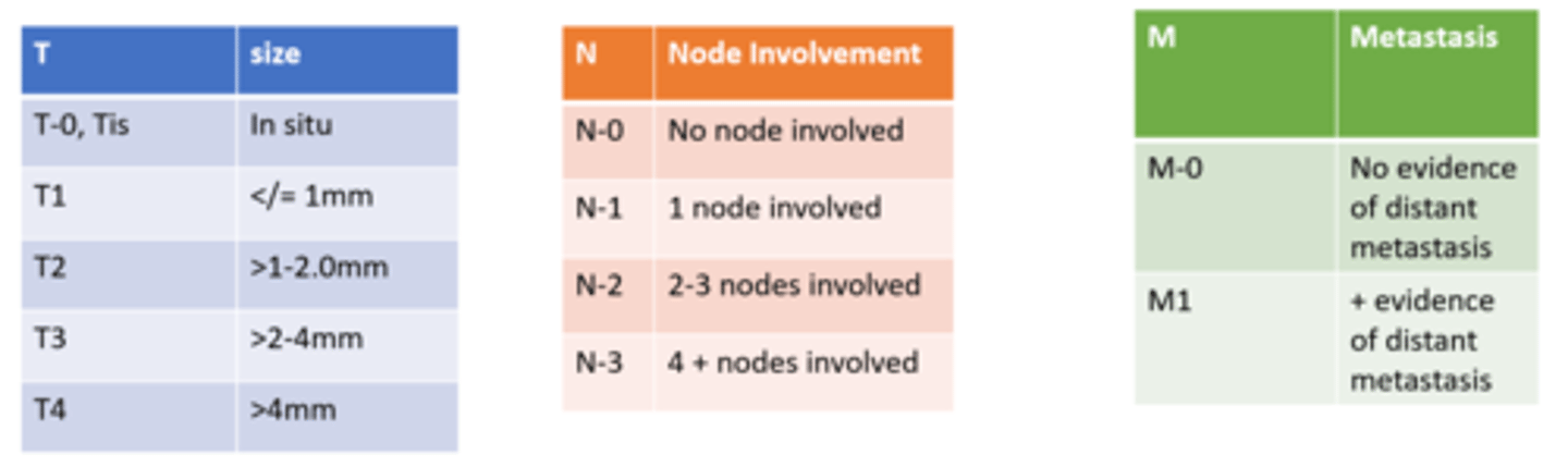 <p>size of primary tumor (T)</p><p>lymph node involvement (N)</p><p>metastasis (M)</p>