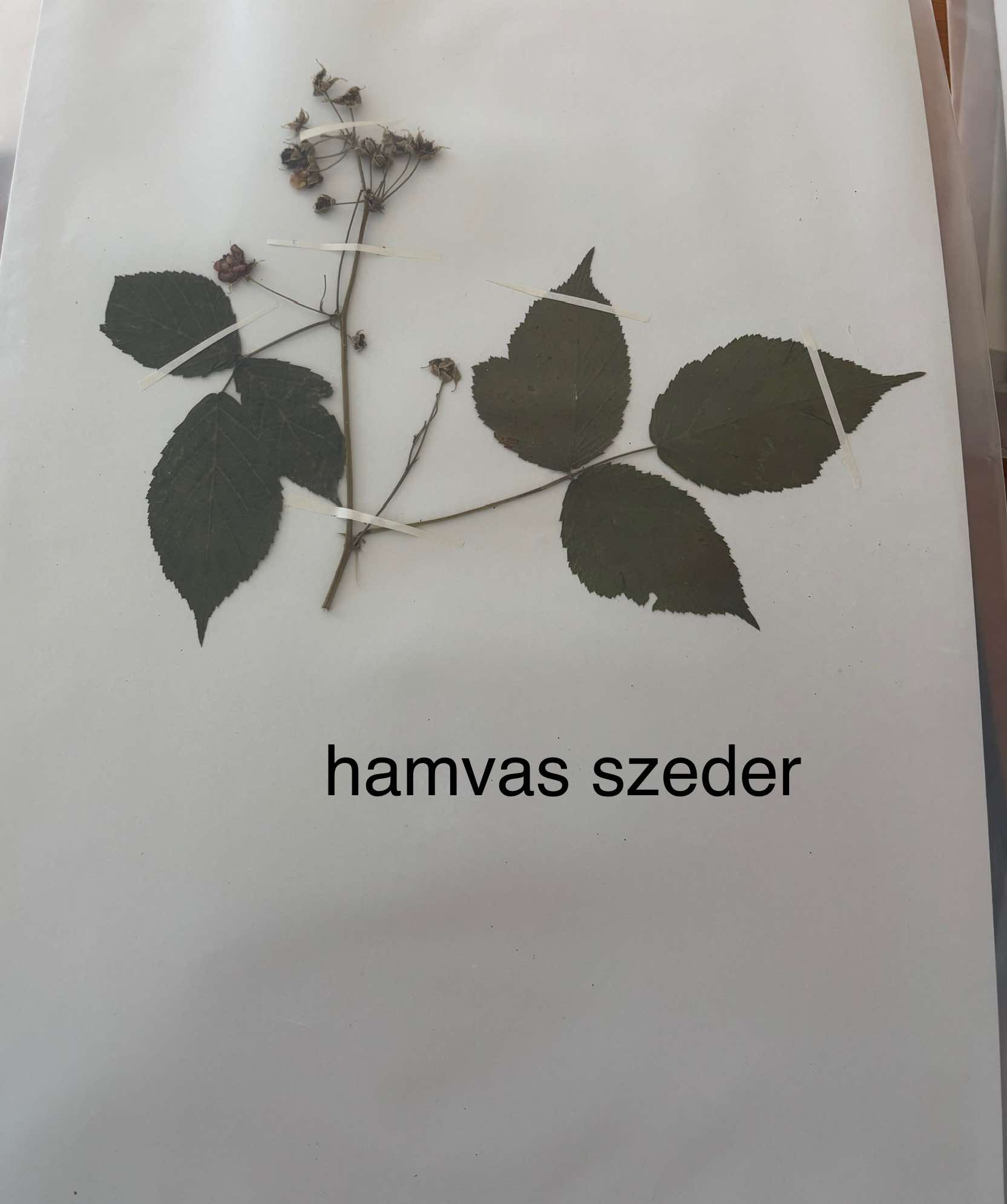 <p>Rubus caesius</p>