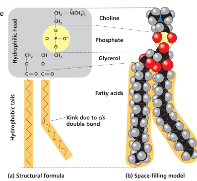 <ul><li><p>structural lipid made up of glycerol joined to two fatty acids and phosphate group</p></li><li><p>hydrocarbon chains act as nonpolar, hydrophobic tails</p></li><li><p>and rest acts as a polar hydrophilic head</p></li><li><p>form bilayers </p></li></ul><p></p>