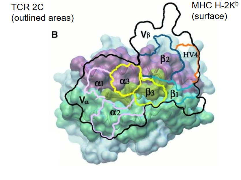 <p>What does the TCR-pMHC complex provide insight into?</p>