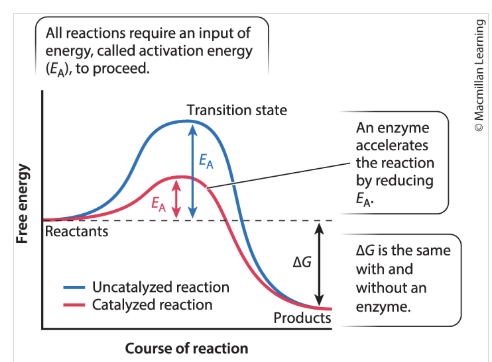<ul><li><p>all reactions require an input of energy to proceed</p></li><li><p><span><span>energy input necessary to reach the transition state</span></span></p></li></ul><p></p>