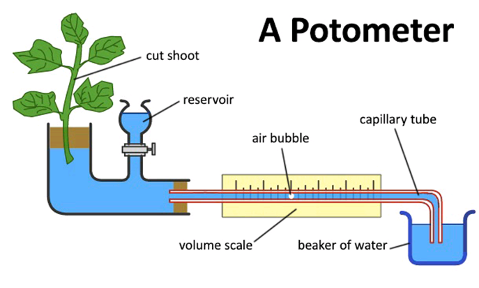 <p>How to measure transpiration</p>