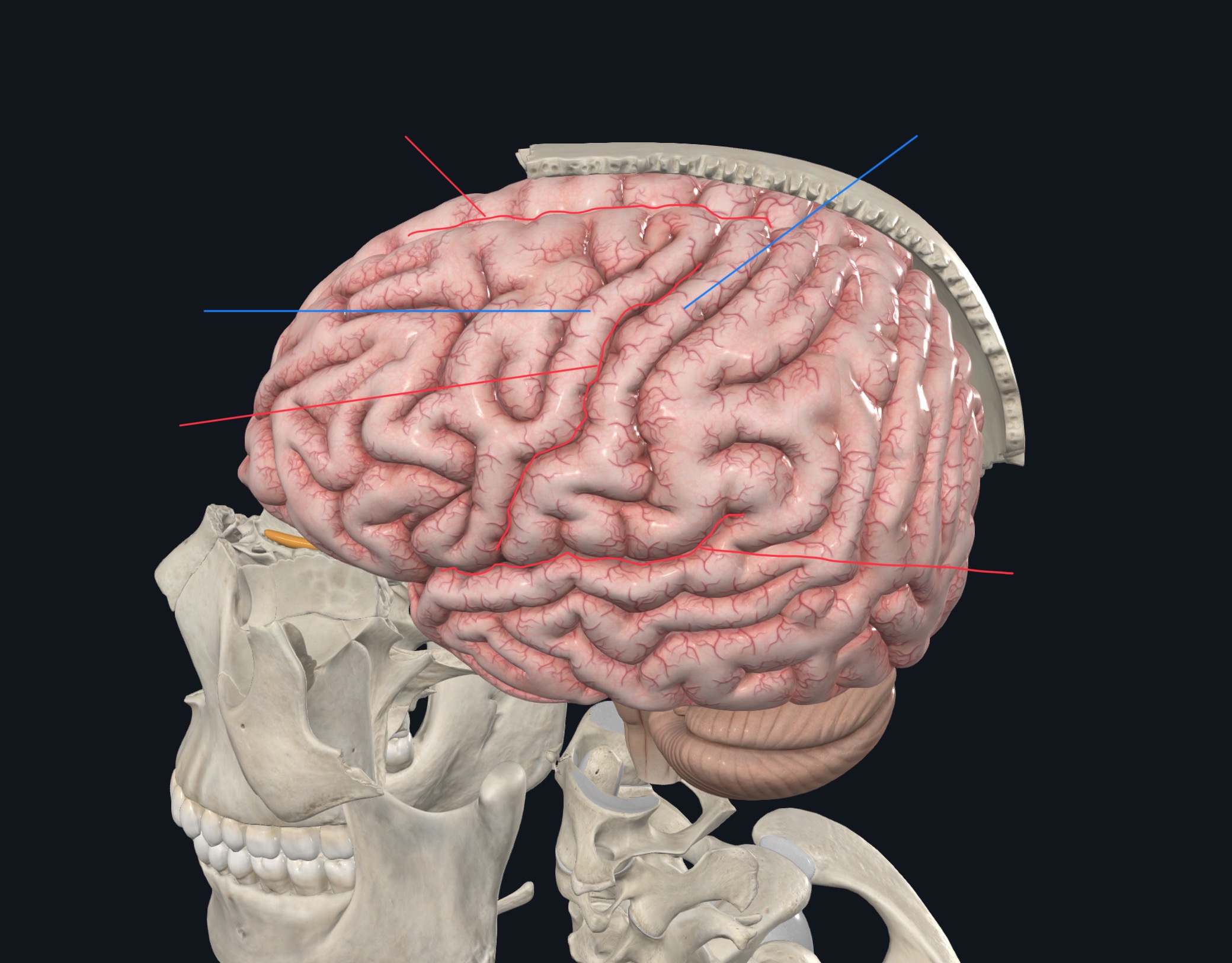<p>Label the gyri, sulci, and fissure(s). </p>