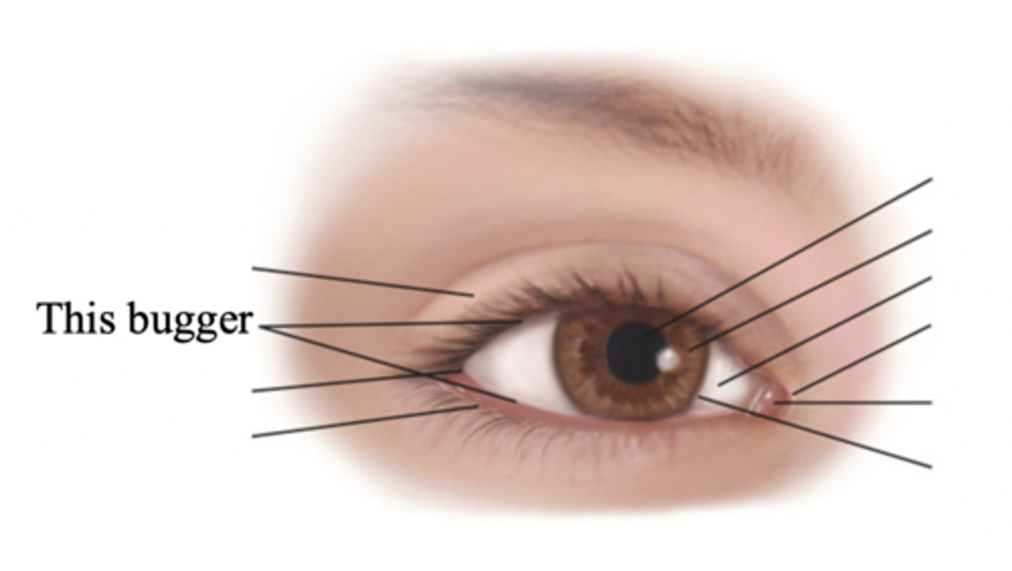 <p>The elliptical open space between the eyelids</p>