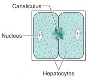 <p>structure of liver: what are canaliculi</p>