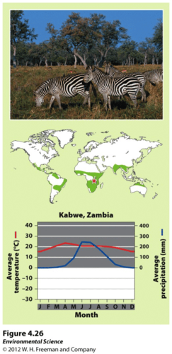 <p>a biome marked by warm temperatures and distinct wet and dry seasons</p>